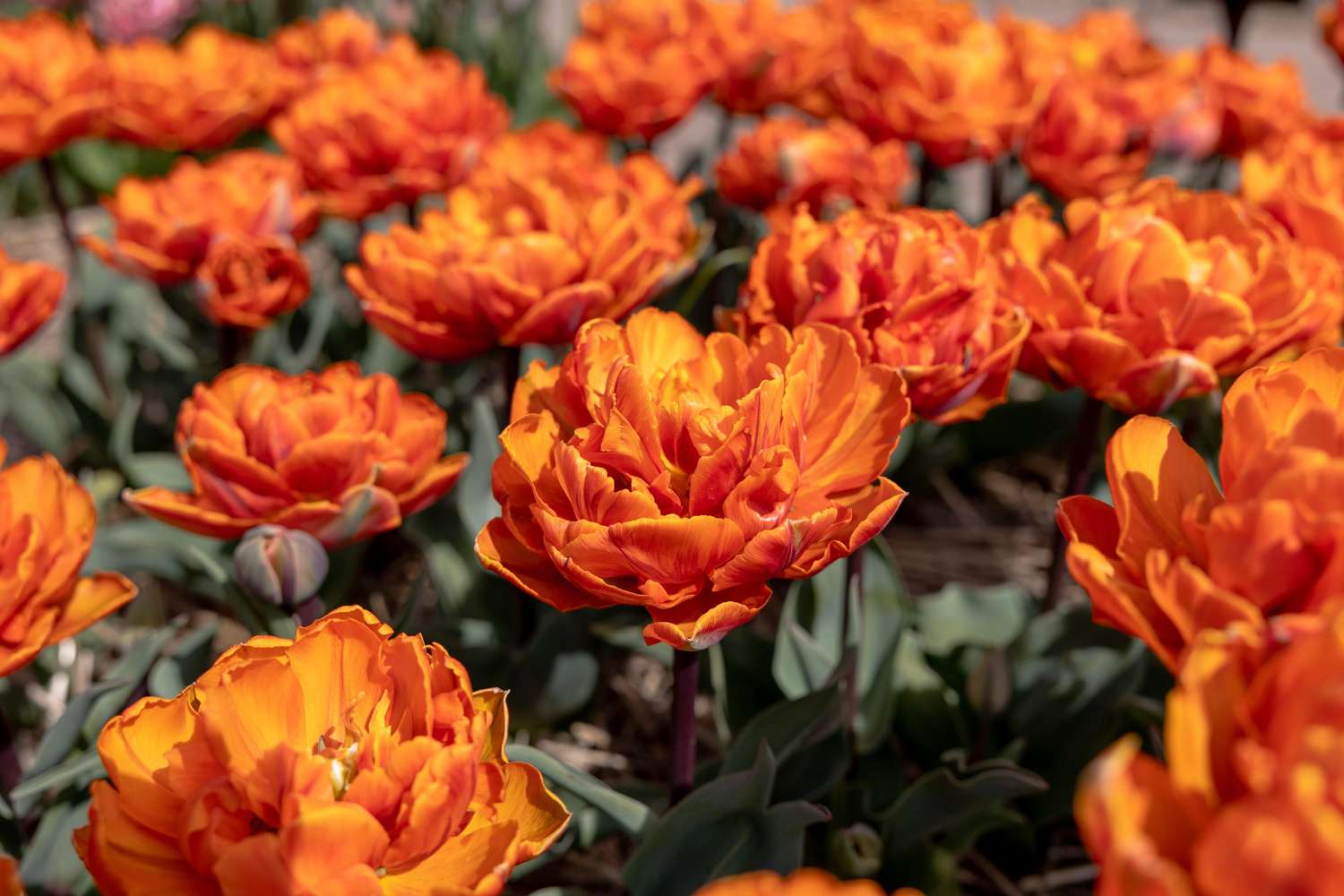 Tulpe 'Orange Princess' - Tulipaner